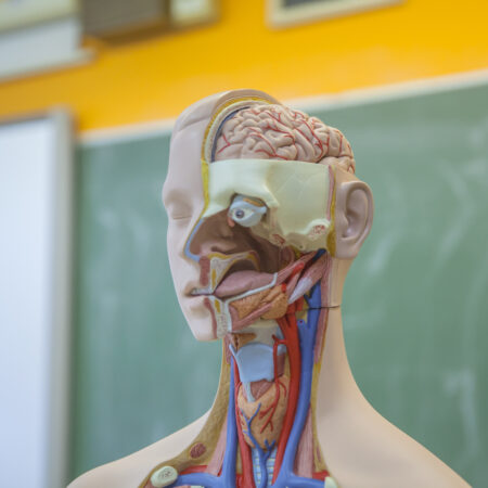 Anatomia de Cabeça e Pescoço