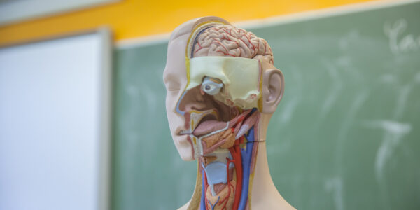 Anatomia de Cabeça e Pescoço